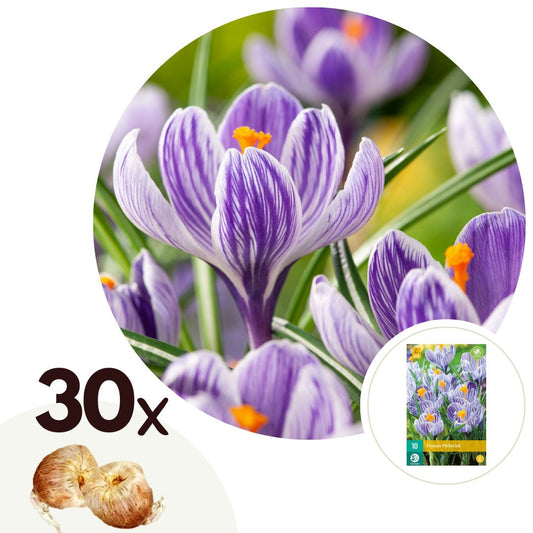 Crocus bulbs - 30 pcs. - Crocus 'Pickwick' - Flower Bulbs - Purple