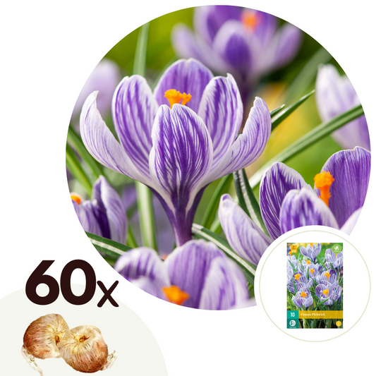 Crocus bulbs - 60 pcs. - Crocus 'Pickwick' - Flower Bulbs - Purple