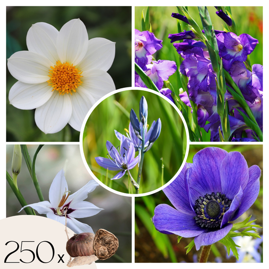 Bulb Garden VJ Blue - 250 pcs. - Flower Bulbs - Blue