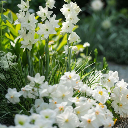 Mélange de bulbes pour le jardin - Set de 125 - Anemone Allium Gladiolus Dahlia