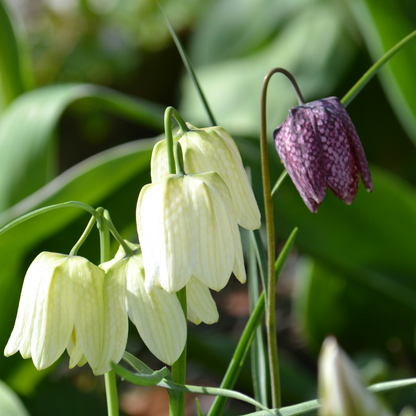Wet Garden Box - 30 flower bulbs for moist and rainy locations