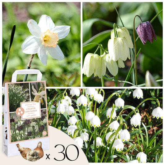 Wet Garden Box - 30 flower bulbs for moist and rainy locations