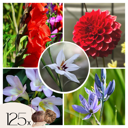 Mélange de bulbes des Pays-Bas - Set de 125 - Gladiolus, Dahlia, Freesia