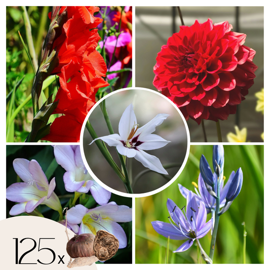 Bulbs From Holland - 125 pcs. - Gladiolus, Dahlia, Freesia - Flower Bulbs - Blue