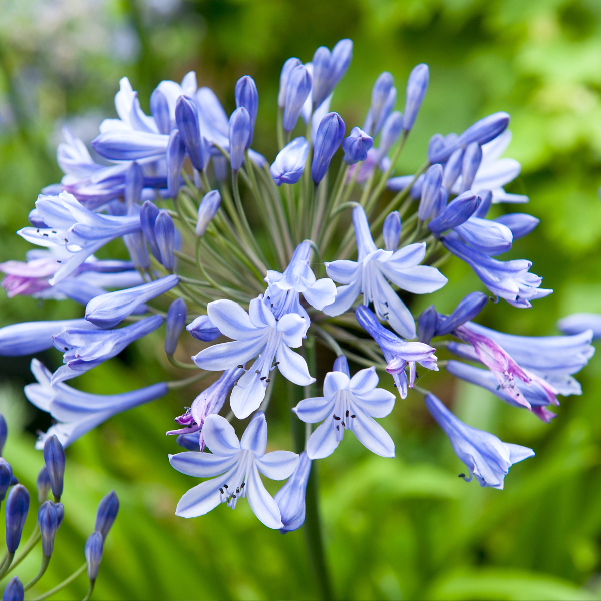 Fleur du Nil - Set de 6 - Agapanthus africanus - Rhizomes - Bleu - TD Plantz