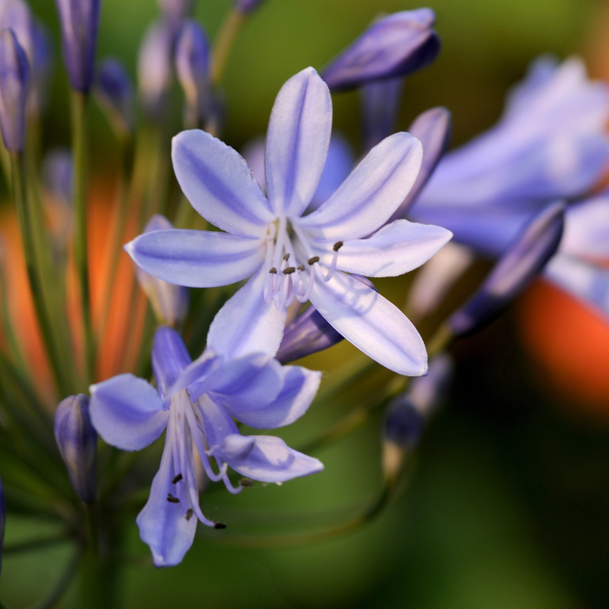 Fleur du Nil - Set de 6 - Agapanthus africanus - Rhizomes - Bleu - TD Plantz