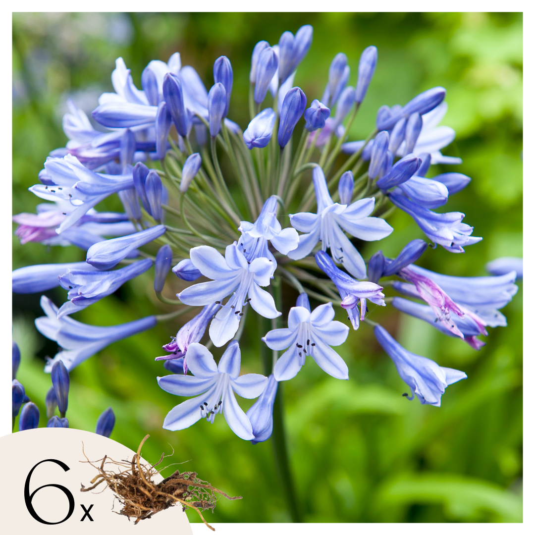 Fleur du Nil - Set de 6 - Agapanthus africanus - Rhizomes - Bleu - TD Plantz
