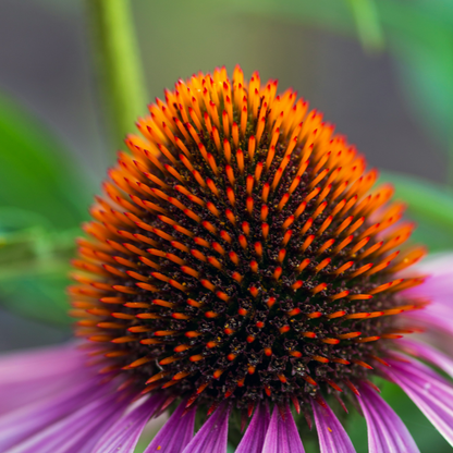 Echinacée - Set de 6 - Echinacea Mix - Rhizomes