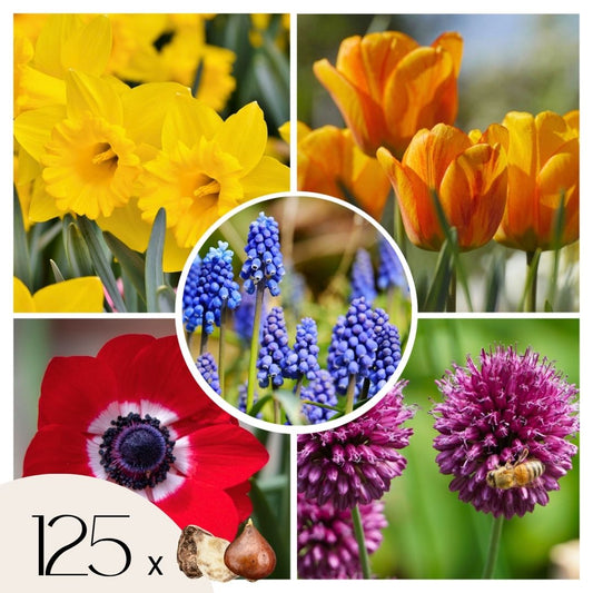 Bulb Garden Colourful - 125 pcs. - Flower Bulbs