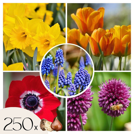 Bulb Garden Colourful - 250 pcs. - Flower Bulbs