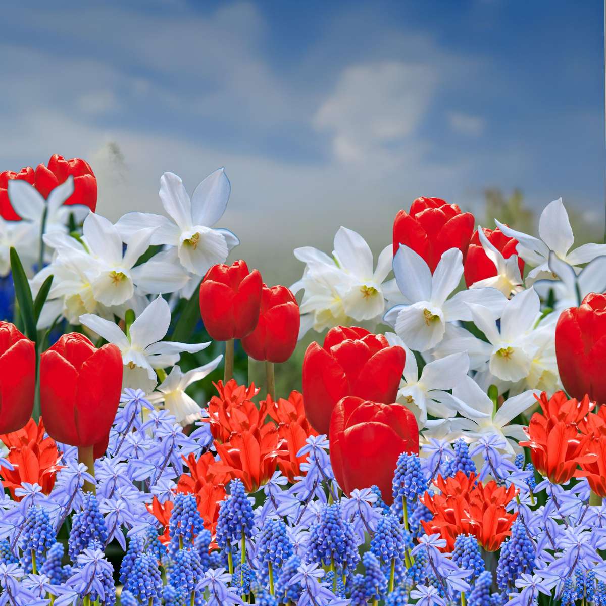 Bulbs From Holland - 250 pcs. - Flower Bulbs