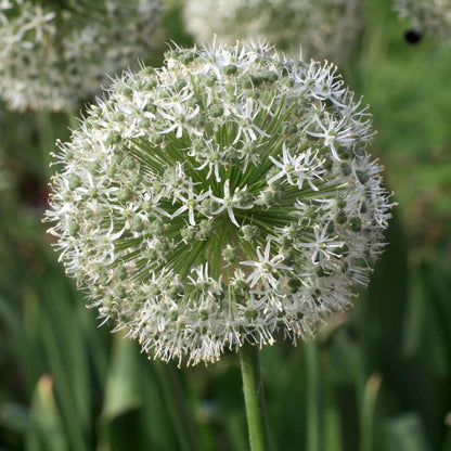 Mélange de bulbes qui attirent les papil - Set de 40 - TD Plantz