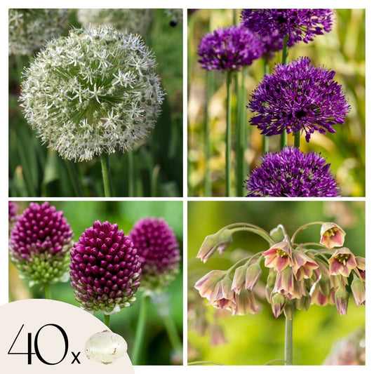 Butterfly Mix - 40 pcs. - Allium, Nectaroscordum - Flower Bulbs