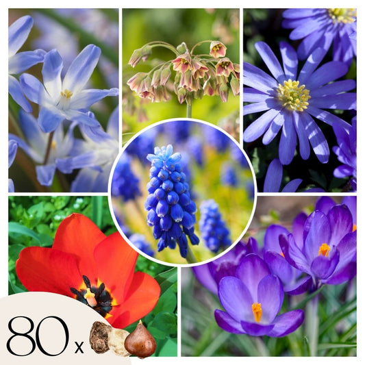 Mélange de bulbes qui attirent les abeil - Set de 80 - Bulbes à fleurs