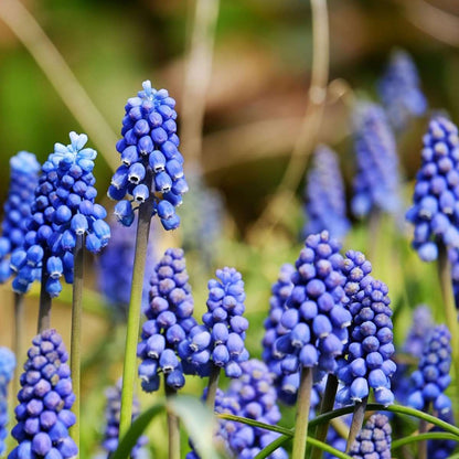 Mélange de bulbes pour abeilles et papil - Set de 120 - Bulbes à fleurs