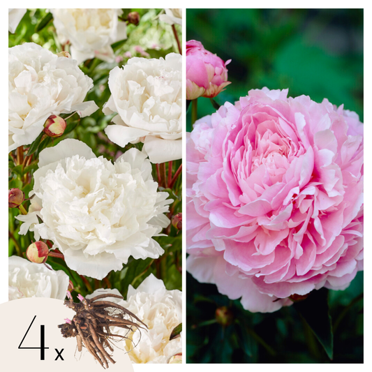 Peony - 4 pcs. - Paeonia - Root balls - Pink