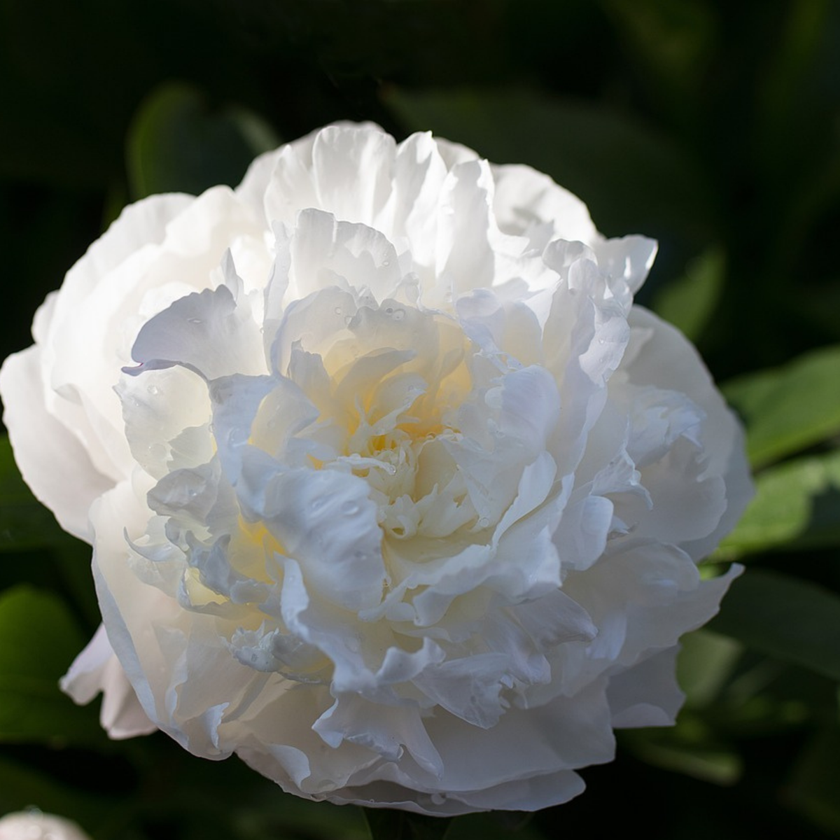 Pivoine - Set de 2 - Paeonia 'Duchesse de Nemours' - Rhizomes - Blanc