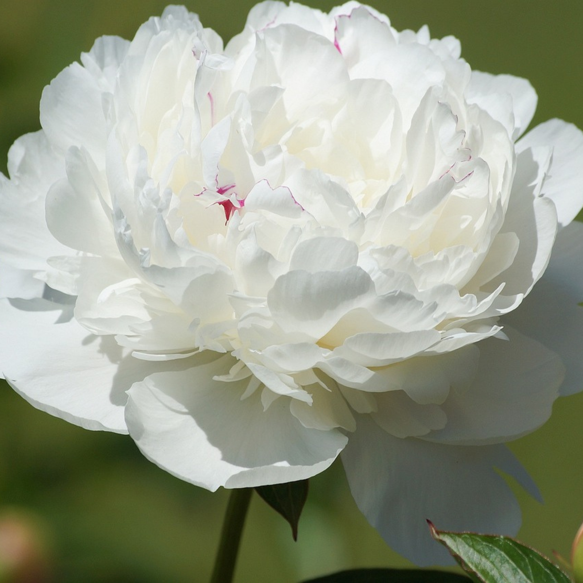 Pivoine - Set de 2 - Paeonia 'Duchesse de Nemours' - Rhizomes - Blanc