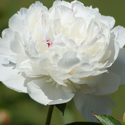 Pivoine - Set de 2 - Paeonia 'Duchesse de Nemours' - Rhizomes - Blanc