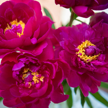 Pivoine - Set de 2 - Paeonia 'Karl Rosenfield' - Rhizomes - Rose - TD Plantz