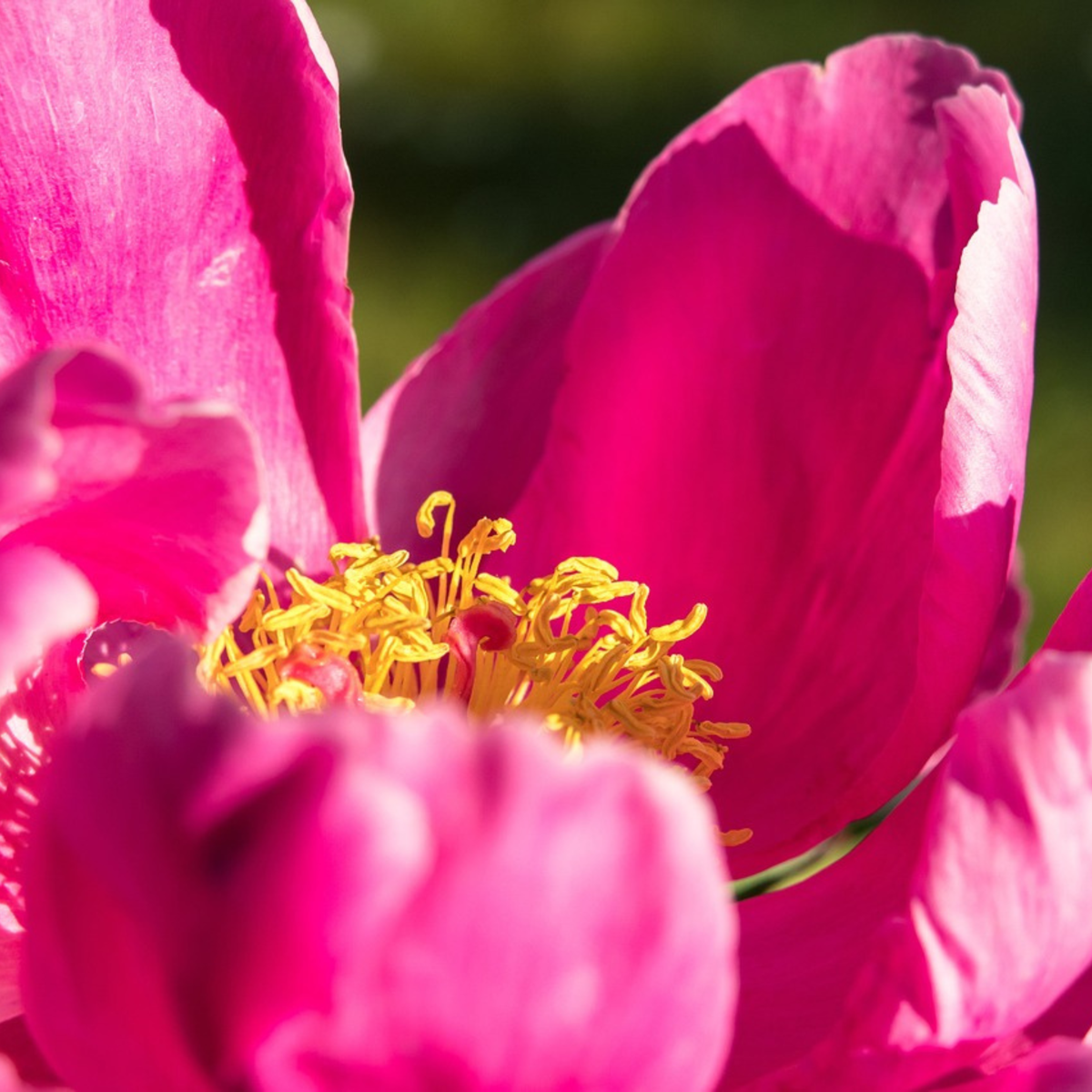 Pivoine - Set de 2 - Paeonia 'Karl Rosenfield' - Rhizomes - Rose - TD Plantz