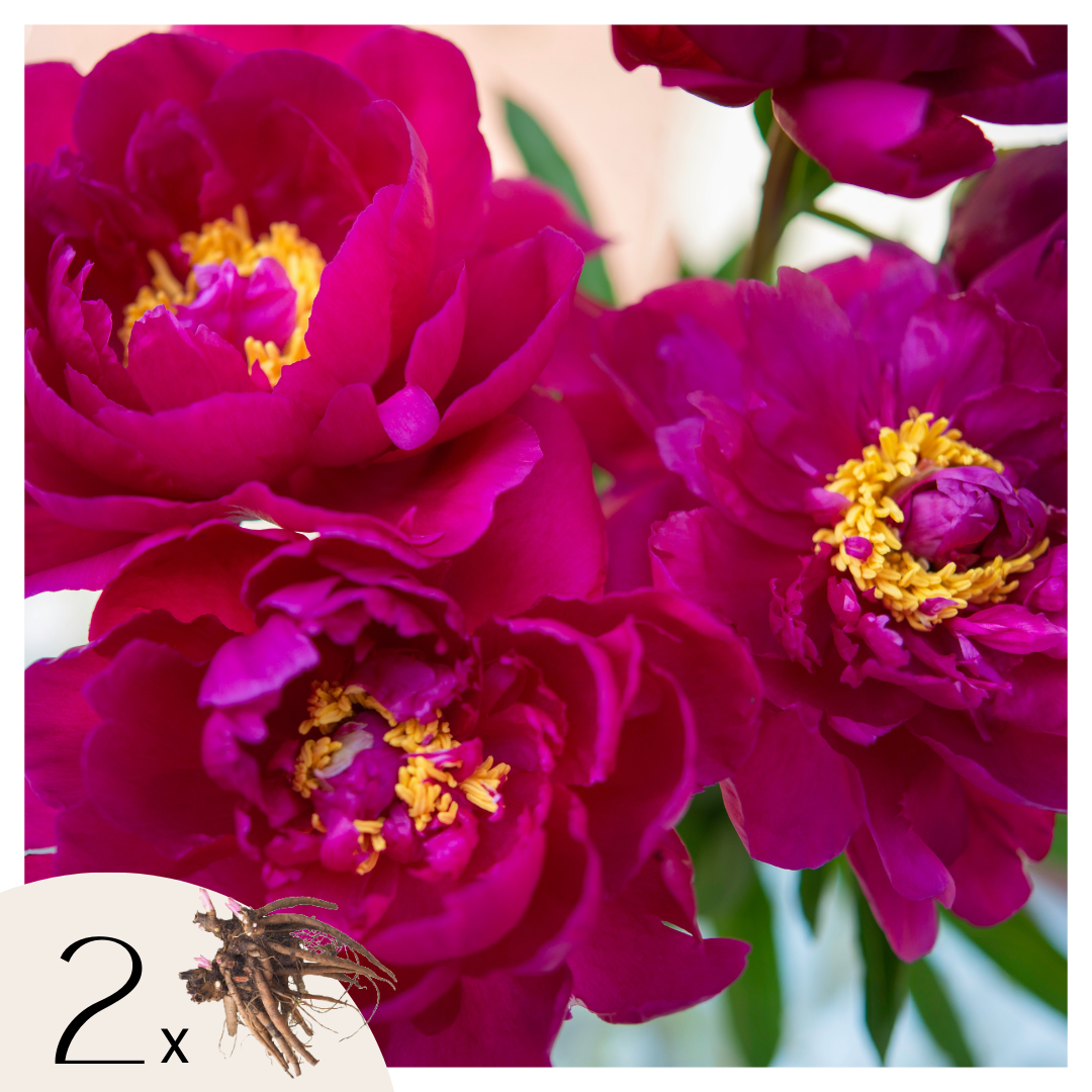Pivoine - Set de 2 - Paeonia 'Karl Rosenfield' - Rhizomes - Rose - TD Plantz