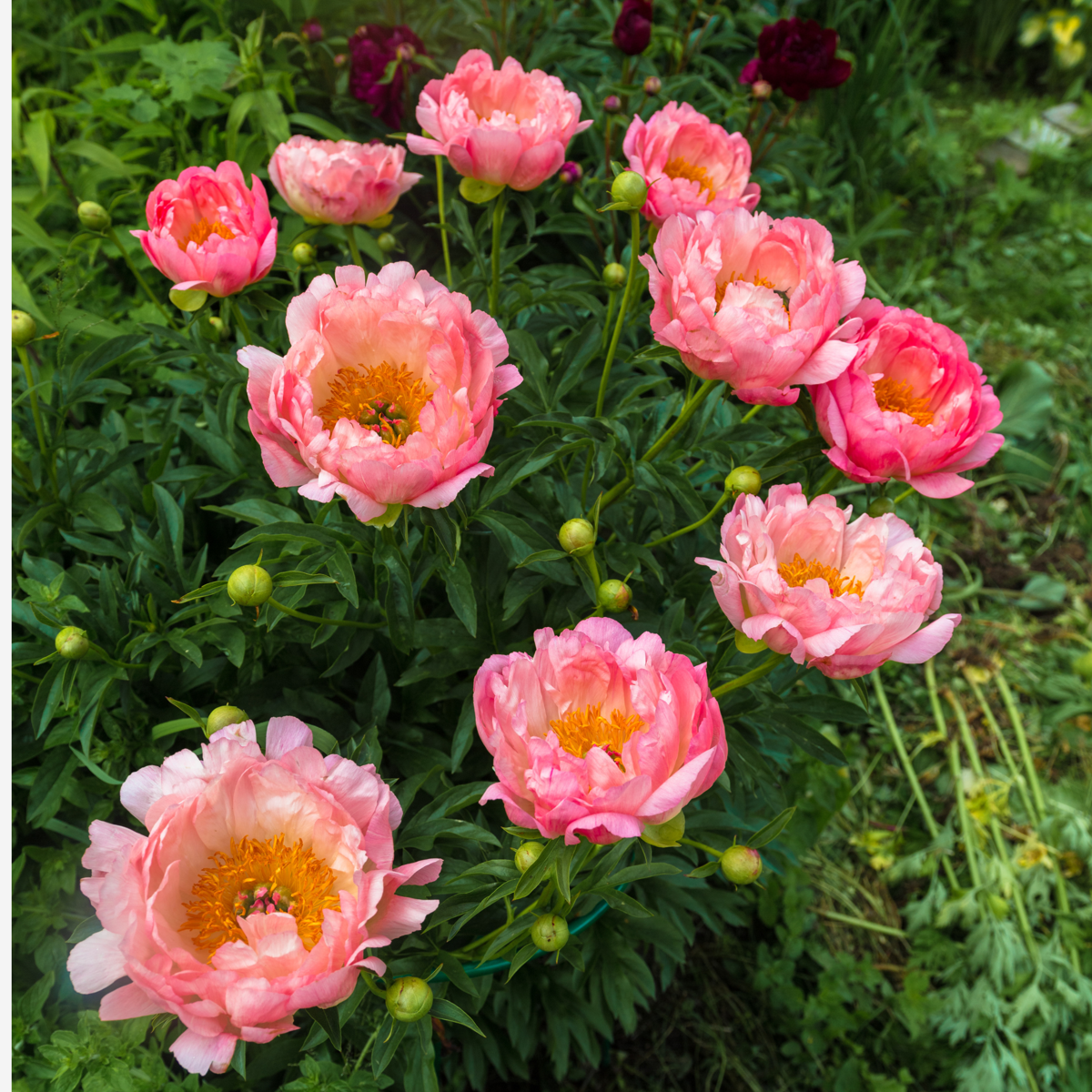 Pivoine - Set de 2 - Paeonia 'Pink Hawaiian Coral' - Rhizomes - Rose - TD Plantz