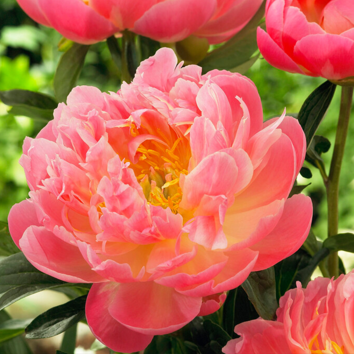 Pivoine - Set de 2 - Paeonia 'Pink Hawaiian Coral' - Rhizomes - Rose - TD Plantz