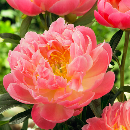 Pivoine - Set de 2 - Paeonia 'Pink Hawaiian Coral' - Rhizomes - Rose - TD Plantz