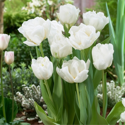 Tulipe - Set de 14 - Tulipa 'Mondial' - Bulbes à fleurs