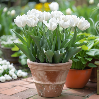 Tulipe - Set de 14 - Tulipa 'Mondial' - Bulbes à fleurs