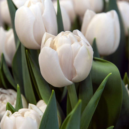Tulipe - Set de 14 - Tulipa 'Mondial' - Bulbes à fleurs