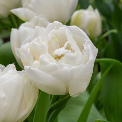 Tulipe - Set de 14 - Tulipa 'Mondial' - Bulbes à fleurs