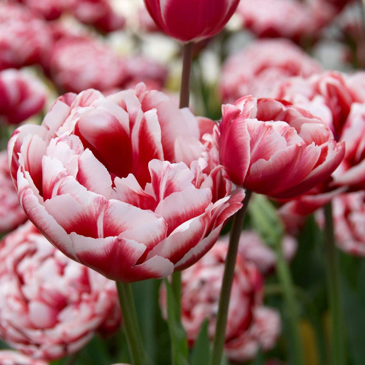 Tulipe - Set de 15 - Tulipa 'Drumline' - Bulbes à fleurs - Rose