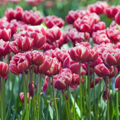 Tulipe - Set de 15 - Tulipa 'Drumline' - Bulbes à fleurs - Rose
