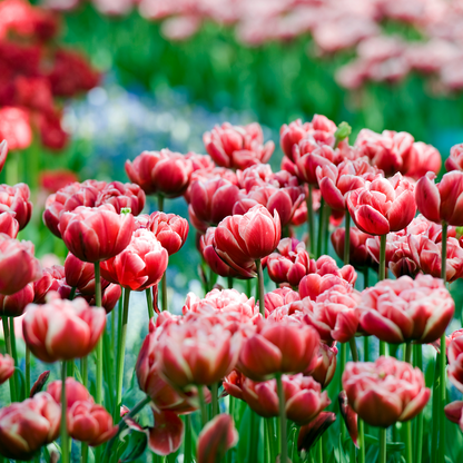 Tulipe - Set de 15 - Tulipa 'Drumline' - Bulbes à fleurs - Rose