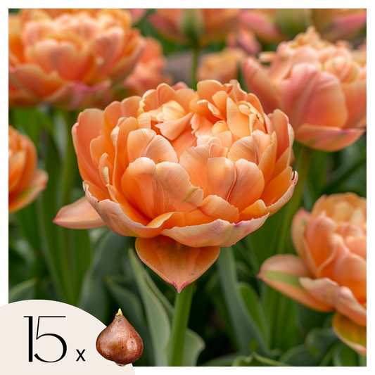 Tulipe - Set de 15 - Tulipa 'Copper Image' - Bulbes à fleurs