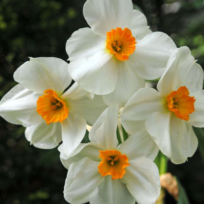 Coffret Jardin Sec - 35 bulbes pour endroits secs & ensoleillés