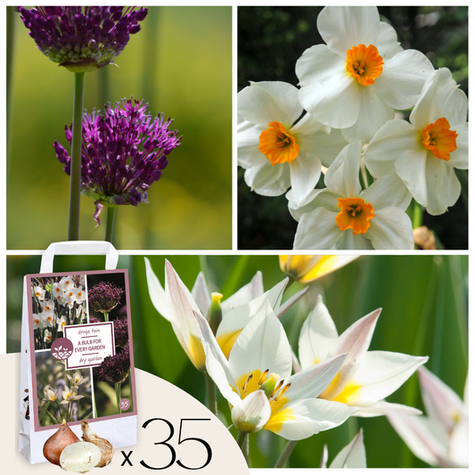 Dry Garden Box - 35 flower bulbs for dry & sunny locations