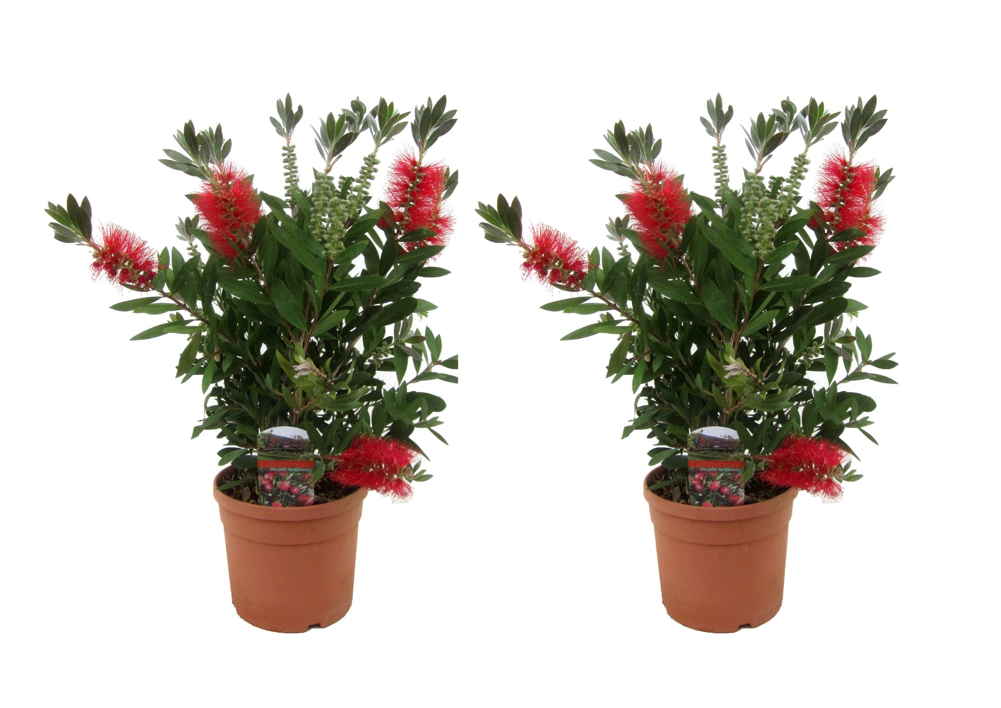 Rince-bouteille - Set de 2 - Callistemon 'Splendens' - Hauteur 40-50cm - ⌀19cm - TD Plantz