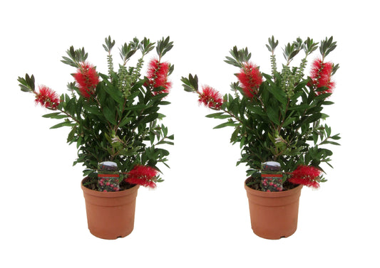 Beautyberry - 2 pcs. - Callistemon citrinus 'Splendens' - Height 40-50cm - ⌀19cm