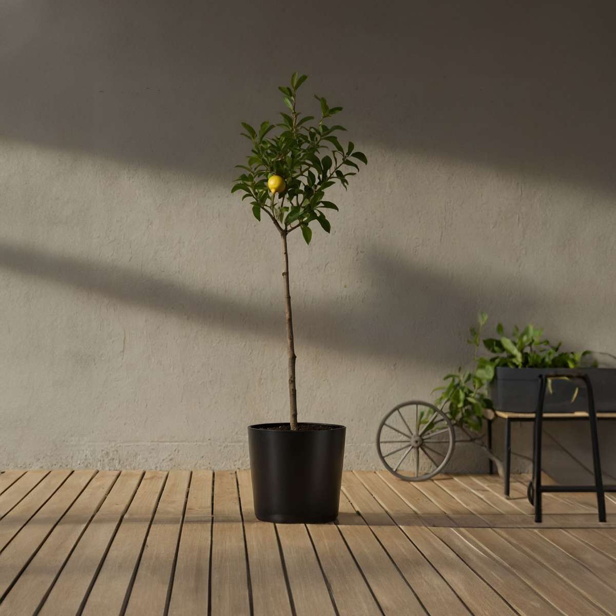 Lemon tree - 2 pcs. - Citrus limon - Height 100-120cm - ⌀19cm