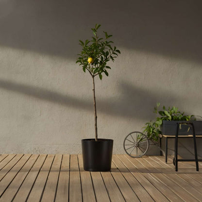 Lemon tree - 2 pcs. - Citrus limon - Height 100-120cm - ⌀19cm