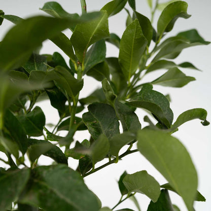 Lemon tree - 2 pcs. - Citrus limon - Height 100-120cm - ⌀19cm