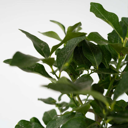 Lemon tree - 2 pcs. - Citrus limon - Height 100-120cm - ⌀19cm