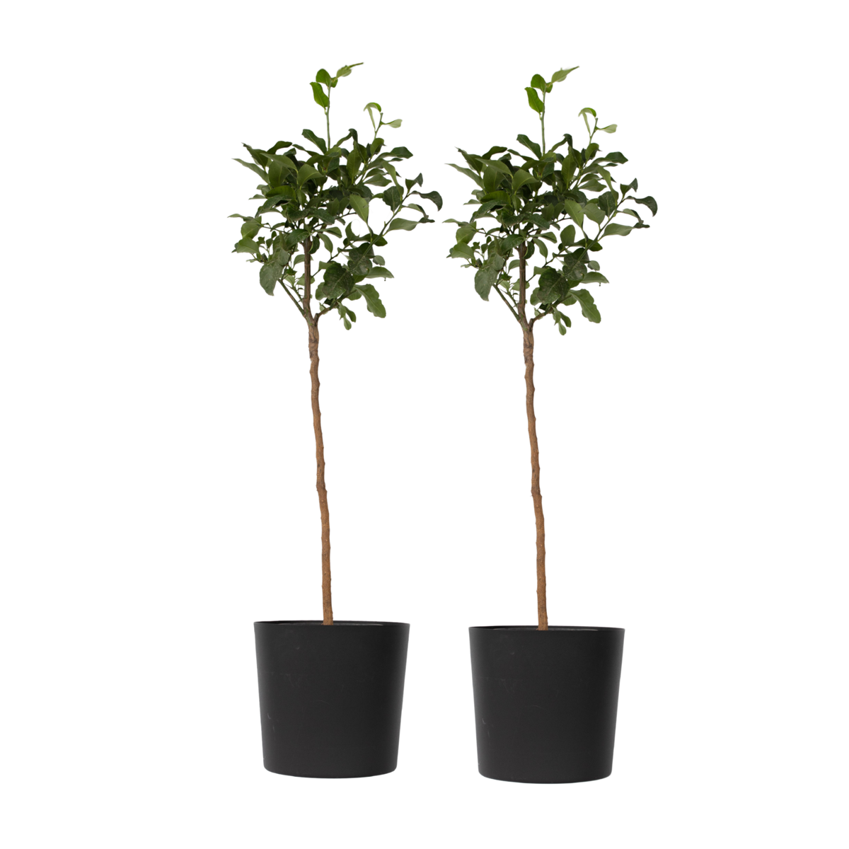 Lemon tree - 2 pcs. - Citrus limon - Height 100-120cm - ⌀19cm