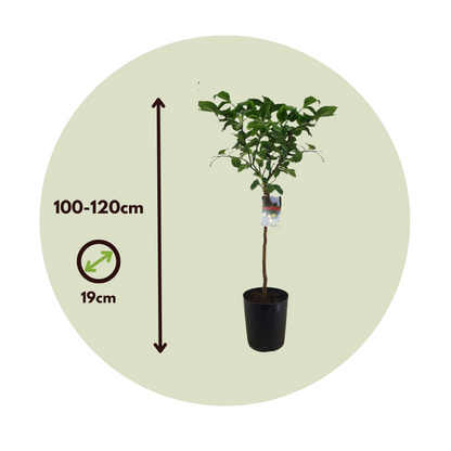 Lemon tree - 2 pcs. - Citrus limon - Height 100-120cm - ⌀19cm
