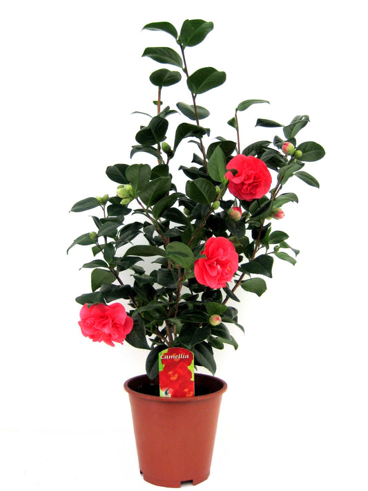 Japanese camellia - Camellia japonica 'Lady Campbell' - Height 60-70cm - ⌀19cm