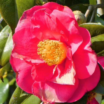 Camélia - Set de 2 - Camellia japonica 'Lady Campbell' - Hauteur 60-70cm - ⌀19cm