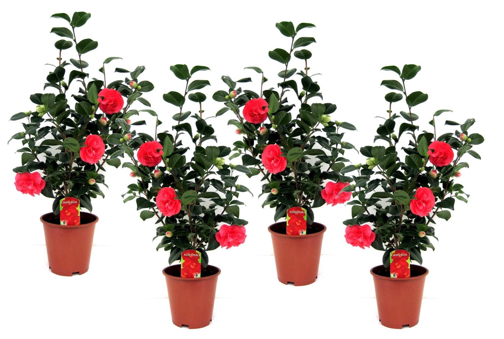 Camélia - Set de 4 - Camellia japonica 'Lady Campbell' - Hauteur 60-70cm - ⌀19cm - TD Plantz